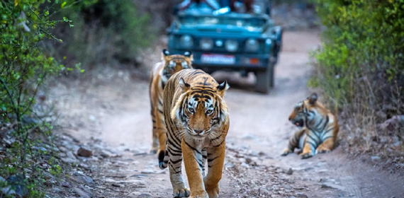 Ranthambore Rajasthan